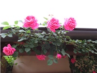 b6dd9666-Picture 711.jpg
